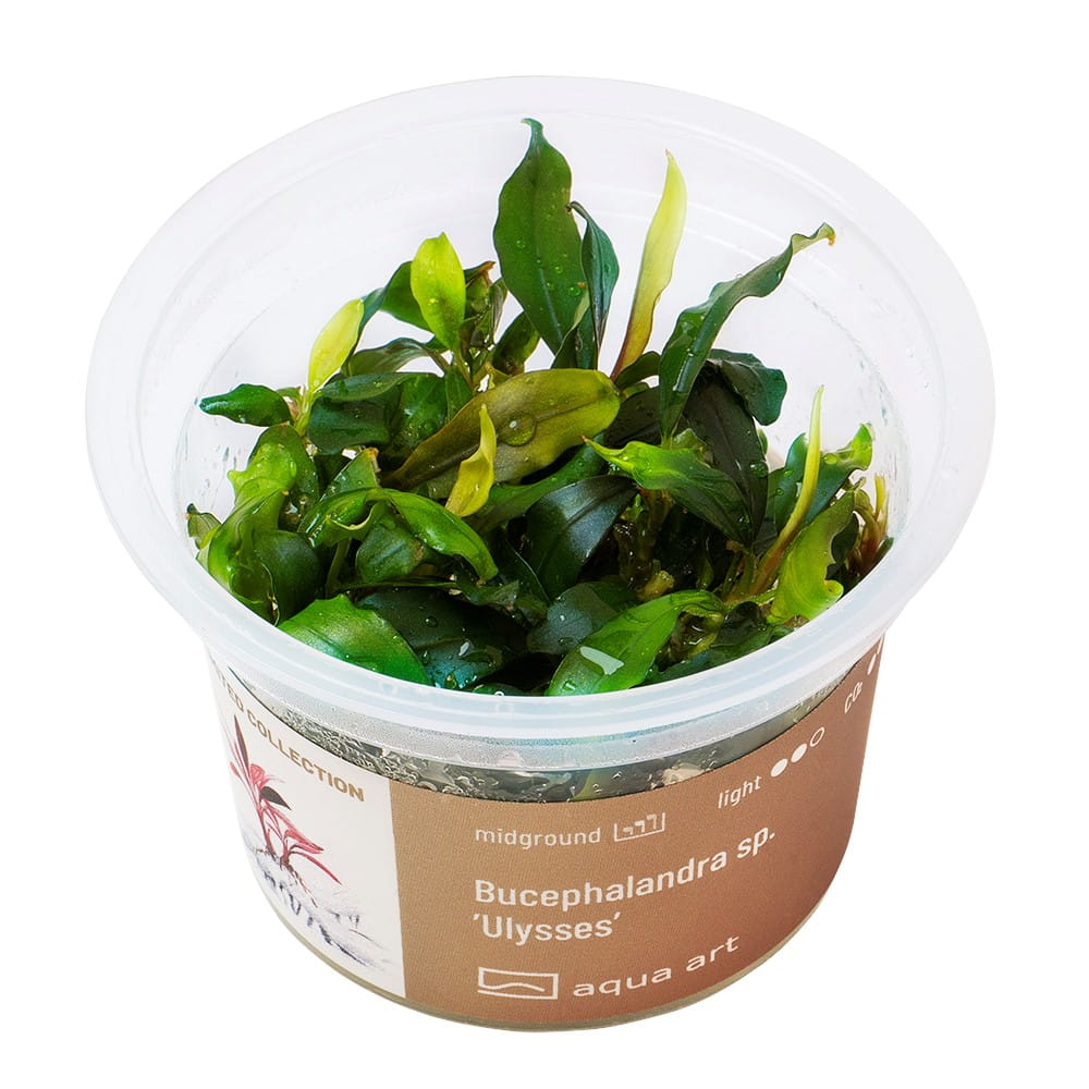 Bucephalandra sp. ’Ulysses’ In Vitro Kubek.jpg